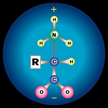 Amino Acid